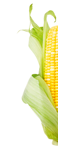 A graphic of corn.